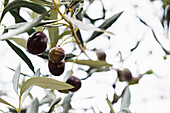 olives, Laigueglia, Province of Savona, Riviera di Ponente, Liguria, Italy