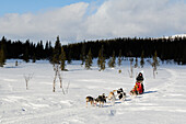 Hundeschlittenfahrt, Lappland, Schweden