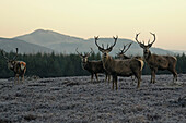 Deer at Spittal of Glen Muick, Cairngorms, Grampian Mountains, Highlands, Scotland, Great Britain