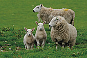 Schafe, Southern Uplands, Schottland, Großbritannien
