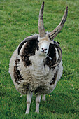 Jacob sheep, Orkney Islands, Scotland, Great Britain