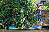 Ein Mann schneidet die Hecke, Regent's Canal, Camden, London, England, Vereinigtes Königreich