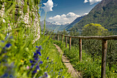 Olivenweg, Gandria, Lugano, Luganer See, Lago di Lugano, Kanton Tessin, Schweiz