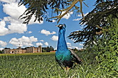 Peacock at Leeds Castle, Maidstone, Kent, England, Great Britain