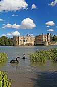 Black swans on a lake, Leeds Castle, Maidstone, Kent, England, Great Britain