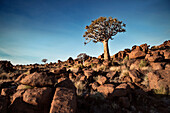 Köcherbaum im Felsenmeer des sog. Spielplatz der Riesen, Keetmanshoop, Namibia, Afrika