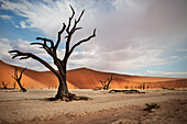 abgestorbene Kameldorn Bäume vor roten Sand Dünen im Dead Vlei, bei Sossusvlei, Namib Naukluft Park, Namibia, Namib Wüste, Afrika