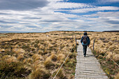 Hiker following a boardwalk, Seno Otway, Punta Arenas, Magallanes y de la Antartica Chilena, Patagonia, Chile