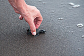 Young sea turtle beeing released to the Pacific Ocean at beach of the Cuyutlan Sea Turtle Center, Manzanillo, Colima, Mexico