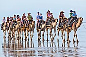 Australia, Western Australia, Broome, camel ride at Cable Beach