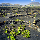 Grape vines growing in volcanic soil La Geria Lanzarote Canary Islands Spain.