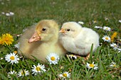 Ebdem Geese Goslings at four days old and 3 day old chicken.