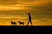 Walking dogs on Dunwich beach Suffolk.