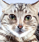 Portrait of cat, close up