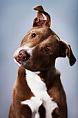 Portrait of a pit bull mix