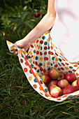 Woman carrying apples in apron