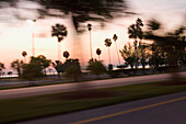 Palm trees at roadside, Miami, Florida, USA