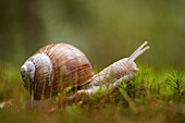 Snail, close up