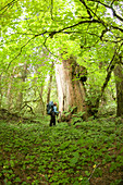 Woman admiring large cedar tree in forest, Chilliwack River Valley, North Cascades National Park, WA, USA