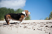 Basset Hound on beach