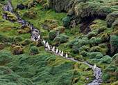 Royal penguins make their way up and down the trail, at the Royal penguin colony, at Sandy Bay, along the east coast of Macquarie Island, Southern Ocean