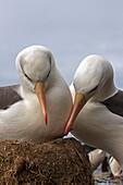 Falkland Islands , Saunders island , Black browed Albatross ( Thalassarche melanophrys ) , couple displaying.