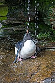 Falklands , Malouines , Ile de Saunders , Rockery , Gorfou sauteur subantarctique ( Eudyptes chrysocome chrysocome ) , la douche / Falkland Islands , Saunders island , Rockery , Rockhopper penguin ( Eudyptes chrysocome chrysocome ) , the shower.