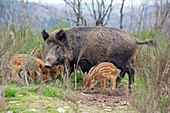 France, Haute Saone, Private park , Wild Boar ( Sus scrofa ) , sow and babies ( piglets ).