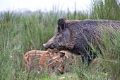 France, Haute Saone, Private park , Wild Boar ( Sus scrofa ) , sow and babies ( piglets ).