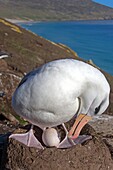 Falkland Islands, Saunders island, The Neck, Black browed Albatross Thalassarche melanophrys, on the nest.