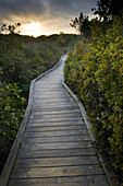 Wooden Boardwalk path walking trail through Elfin Forest Natural Area at sunset, Los Osos, California.