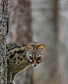 COMMON GENET Genetta genetta