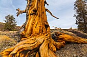 Ancient Bristlecone Pine forest, Inyo National forest, White Mountains, California, USA, America.