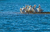 AMERICAN WHITE PELICAN (Pelecanus erythrohycnchos), Everglades National Park, FLORIDA, USA, AMERICA.