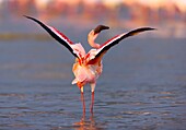 Lesser flamingo, Rift valley, Kenia, Africa.