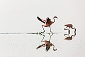 Lesser flamingo, Nakuro Lake, Rift Valley, Kenya, Africa
