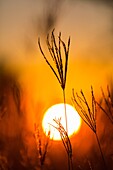 Okavango Delta, Botswana, Africa.