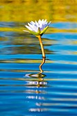 Water lily, Okavango Delta, Botswana, Africa.