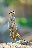 Meerkat or suricate (Suricata suricatta), Namib, Africa