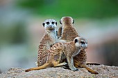 Meerkat or suricate (Suricata suricatta), Namib, Africa