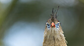 Red-legged Seriema Cariama cristata. Apenheul Zoo, Holland.