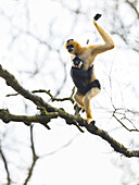 Black crested gibbon Nomascus concolor. Apenheul Zoo, Holland.