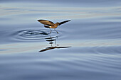 Elliot's Storm Petrel (Oceanites gracilis galapagoensis) is a species of seabird in the storm-petrel family Hydrobatidae. Galapagos Islands, Ecuador, South America.