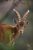 ibex (Capra pyrenaica), young male, in Els Ports, Tarragona.