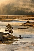 Morning mists on the Yellowstone River near the Mud Volcano, Yellowstone NP, Wyoming, USA.