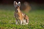 Varying/snowshoe hare (Lepus americanus) Transitional late spring pelage. Eating grass on a lawn.