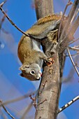 Red squirrel (Tamiasciurus hudsonicus) Drinking maple sap drips.