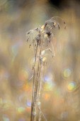 Reeds in a marsh with frost refractions, Greater Sudbury (Lively), Ontario, Canada