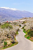 cherry blossoms, Prunus cerasus-, Valdastillas, Jerte Valley, Caceres, Extremadura, Spain, europe.