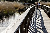 Tablas de Daimiel National Park, Ciudad Real, Castilla-La Mancha, Spain, europe.